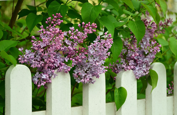 bổ sung hàng rào và cổng phụ mẹo vặt phong thủy giúp nhà bạn thịnh vượng