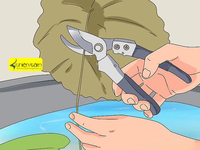 thường xuyên cắt tỉa lá sen vàng úa để giữ cho hồ sen được sạch sẽ